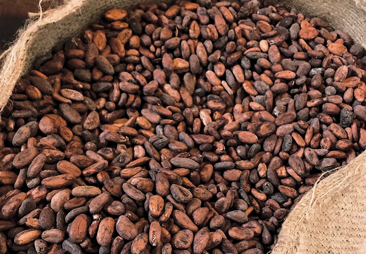 DRIED COCOA BEANS(IDUKKI 700) - Image 2